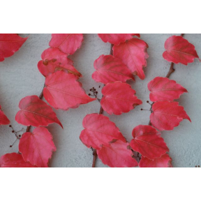 Parthenocissus tricuspidata - Boston Ivy