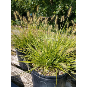 Pennisetum alopecuroides ‘JS Jommenik’ PP 27435 - Lumen Gold™ Fountain Grass