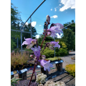 Penstemon x 'Black Beard'  - Black Beard Beardtongue