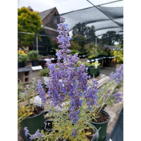 Perovskia atriplicifolia 'Blue Jean Baby' - Blue Jean Baby Russian Sage