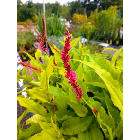 Persicaria amplexicallis ‘Golden Arrow’ - Golden Arrow Mountain Fleeceflower