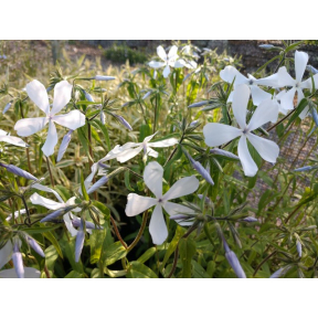 Phlox divaricata 'May Breeze' - May Breeze Sweet William
