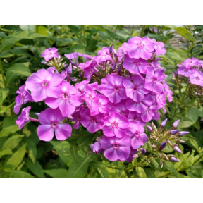 Phlox paniculata 'Stodge Meadow' - Stodge Meadow Garden Phlox