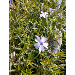 Phlox subulata 'Emerald Cushion Blue'  - Emerald Cushion Blue Creeping Phlox