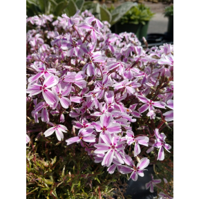 Phlox subulata 'Candy Stripe' - Candy Stripe Creeping Phlox