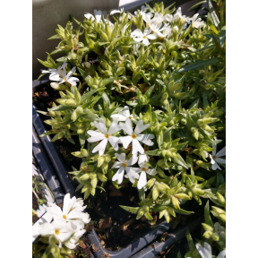 Phlox subulata 'Snowflake' - Snowflake Creeping Phlox