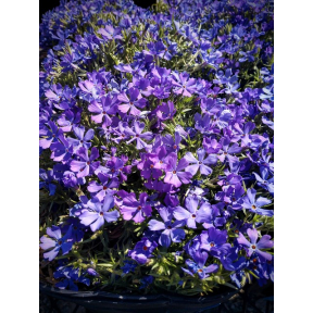 Phlox x 'Violet Pinwheels' PP 25884 - Violet Pinwheels Hybrid Phlox