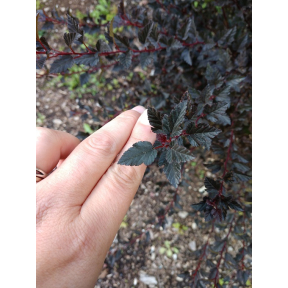 Physocarpus opulifolius 'Donna May' - Donna May Ninebark