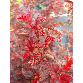 Physocarpus opulifolius 'Little Angel' - Little Angel Ninebark