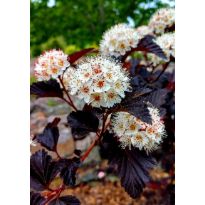 Physocarpus opulifolius 'Fire and Brimstone' - Fire and Brimstone Ninebark