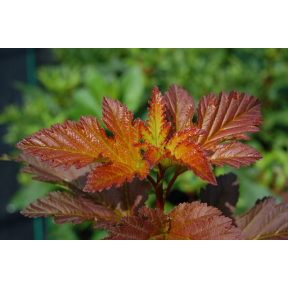 Physocarpus opulifolius 'Center Glow'  PP 16894 - Center Glow Ninebark