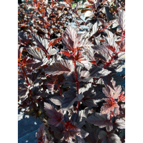 Physocarpus opulifolius 'Jefroy'                     - Jefroy Ninebark