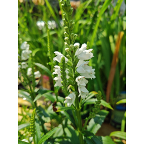 Physostegia virginiana 'Miss Manners' - Miss Manners Obedient Plant