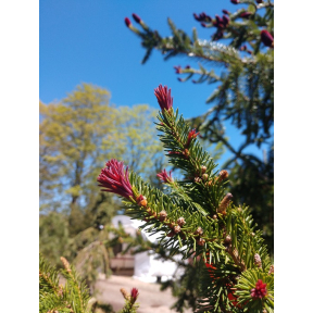 Picea abies 'Rubra Spicata' - Rubra Spicata Norway Spruce