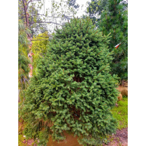 Picea abies 'Clanbrassiliana Stricta' - Clanbrassiliana Stricta Columnar Norway Spruce