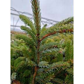Picea jezoensis 'Howell's Dwarf Tigertail' - Howell's Dwarf Tigertail Yezo Spruce
