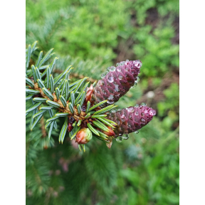 Picea omorika 'Blue Sky' - Blue Sky Serbian Spruce
