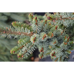 Picea omorika 'De Ruyter' - De Ruyter Serbian Spruce 