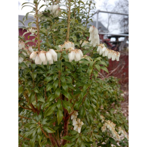 Pieris japonica 'Bonsai' - Bonsai Japanese Pieris