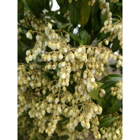 Pieris japonica 'Nocturne' - Nocturne Japanese Pieris