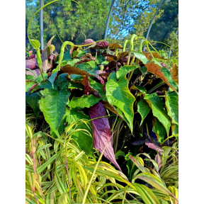 Pinellia x 'Purple Dragon' - Purple Dragon Pinellia