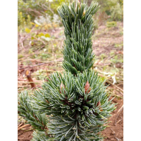Pinus aristata 'Horstmann' - Horstmann Bristlecone Pine