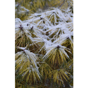 Pinus densiflora 'Golden Ghost' - Golden Ghost Japanese Red Pine
