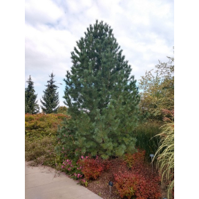 Pinus flexilis 'Vanderwolf's Pyramid' - Vanderwolf's Pyramid Limber Pine