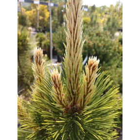 Pinus leucodermis 'Kaleidoscope' - Kaleidoscope Bosnian Pine