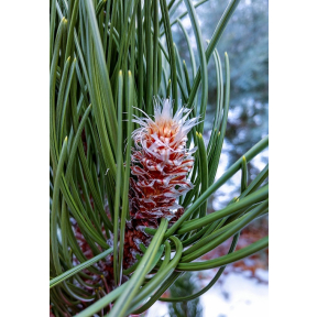 Pinus leucodermis 'Satellite' - Satellite Bosnian Pine