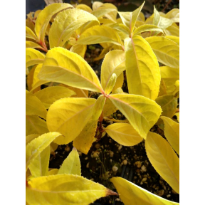 Platycrater arguta 'Rosea' - Pink Tea of Heaven