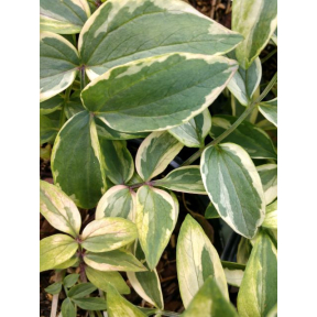 Polemonium reptans 'Stairway to Heaven' - PP 15187 - Stairway to Heaven Jacob's Ladder