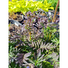 Polemonium yezoense 'Purple Rain' - Purple Rain Jacob's Ladder