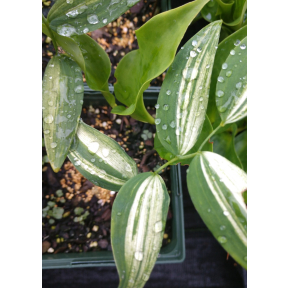 Polygonatum falcatum 'Nippon Sunbeam' - Nippon Sunbeam Solomon's Seal
