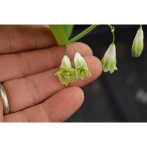 Polygonatum odoratum 'Flore Pleno' - Double Flowered Solomon's Seal