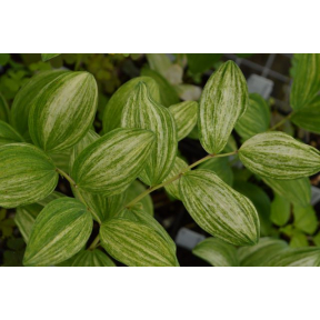 Polygonatum odoratum 'Goldilocks' - Goldilocks Solomon's Seal