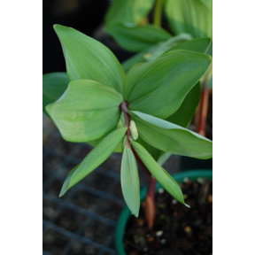 Polygonatum odoratum 'Red Legs' - Red Legs Fragrant Solomon's Seal