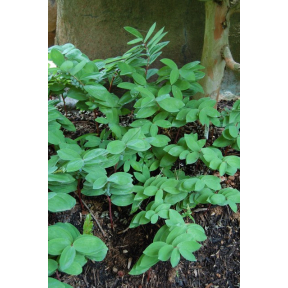 Polygonatum odoratum var. pluriflorum 'Jinguji' - Jinguji Fragrant Solomon's Seal