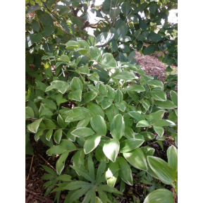 Polygonatum odoratum 'Variegatum'  (Dwarf Form) - Dwarf Form Solomon's Seal