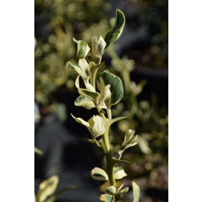 Poncirus trifoliata 'Snow Dragon' ('Variegatus') - Snow Dragon Variegated Hardy Orange