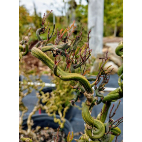Poncirus trifoliata 'Tiny Dragon' - Tiny Dragon Hardy Orange