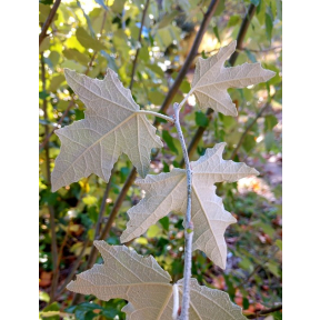 Populus alba 'Raket' - Raket White Poplar