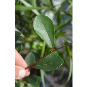 Populus simonii ‘Fastigiata’ - Columnar Simon's Poplar