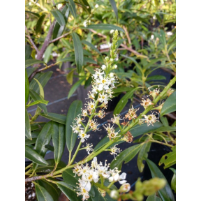 Prunus laurocerasus 'Zabeliana' - Zabel's Cherry Laurel