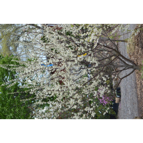 Prunus maritima ‘Orange Marmalade’ - Orange Marmalade Beach Plum