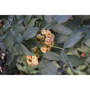 Ptelea trifoliata - Hoptree