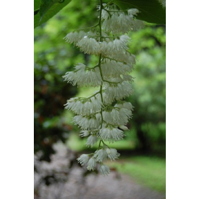 Pterostyrax hispida - Fragrant Epaulette Tree