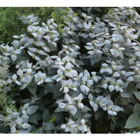 Pycnanthemum muticum - Mountain Mint