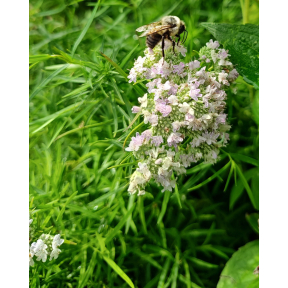 Pycnanthemum tenuifolium  - Narrow Leaf Mountain Mint