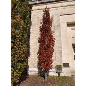 Quercus palustris 'Pringreen' - Pringreen Columnar Pin Oak